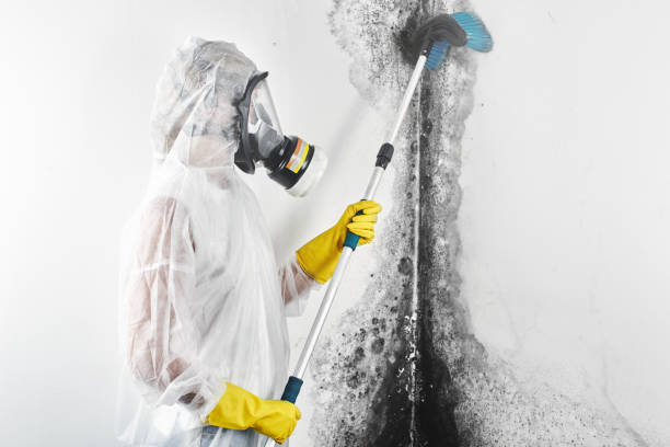 Best Black Mold Removal  in Ozark, MO