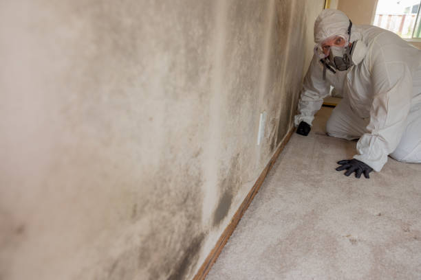 Mold Remediation for Vacation Homes in Ozark, MO